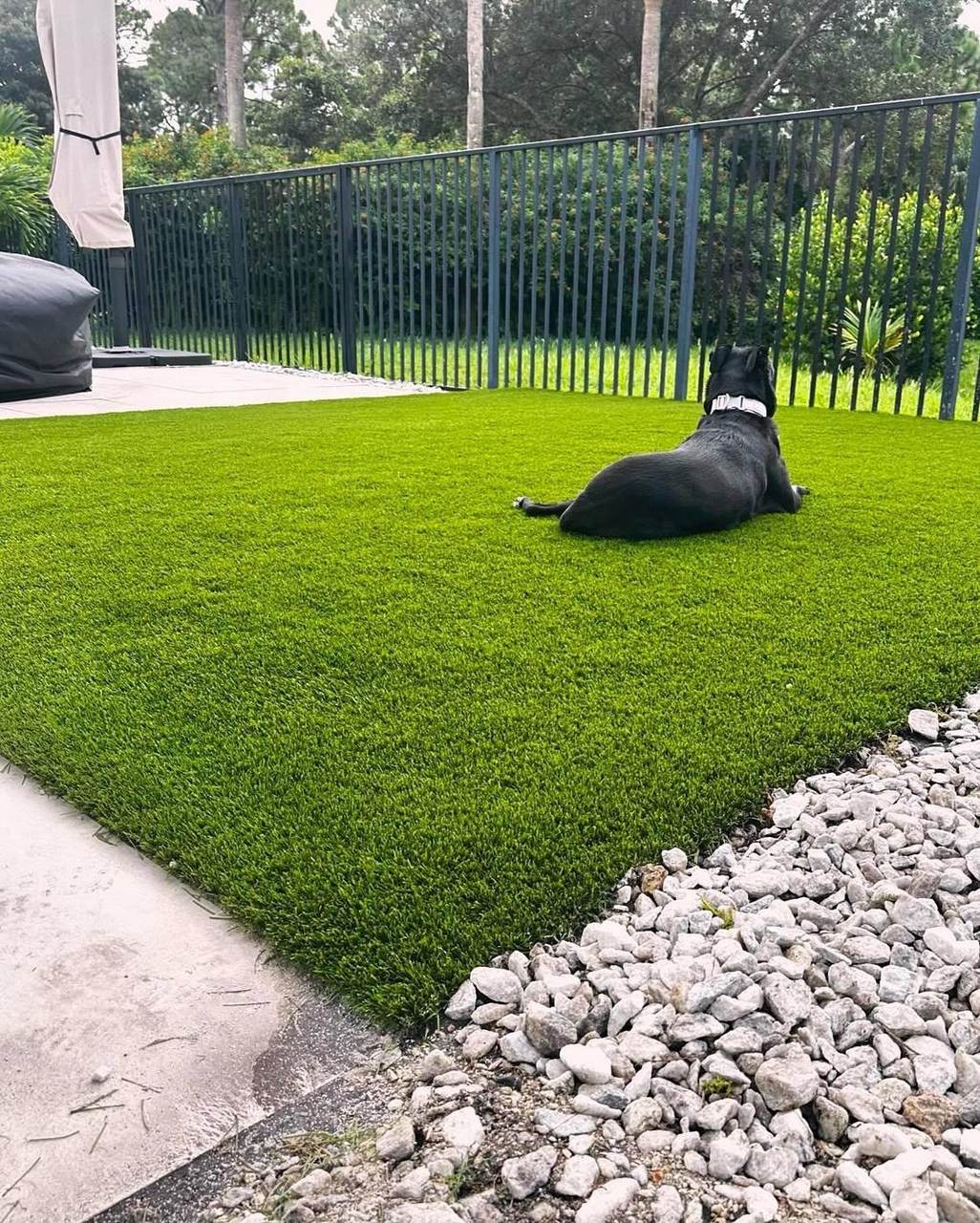 Dog relaxing on artificial turf